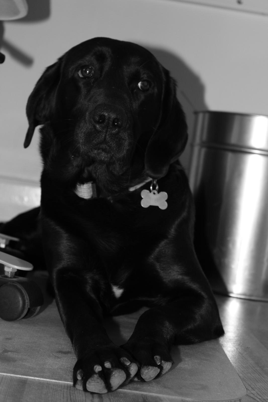 Labrador retriever Boris - Dejlige <3 billede 4