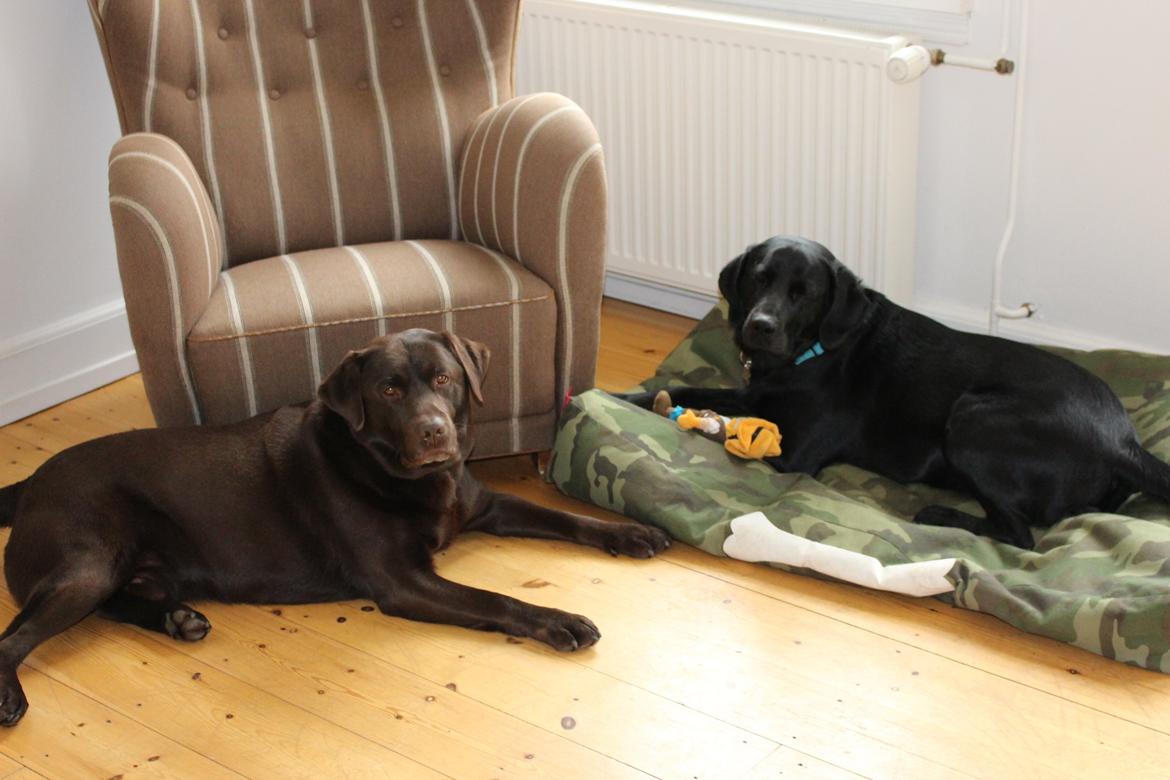 Labrador retriever Boris - Boris & Baloo:) billede 6