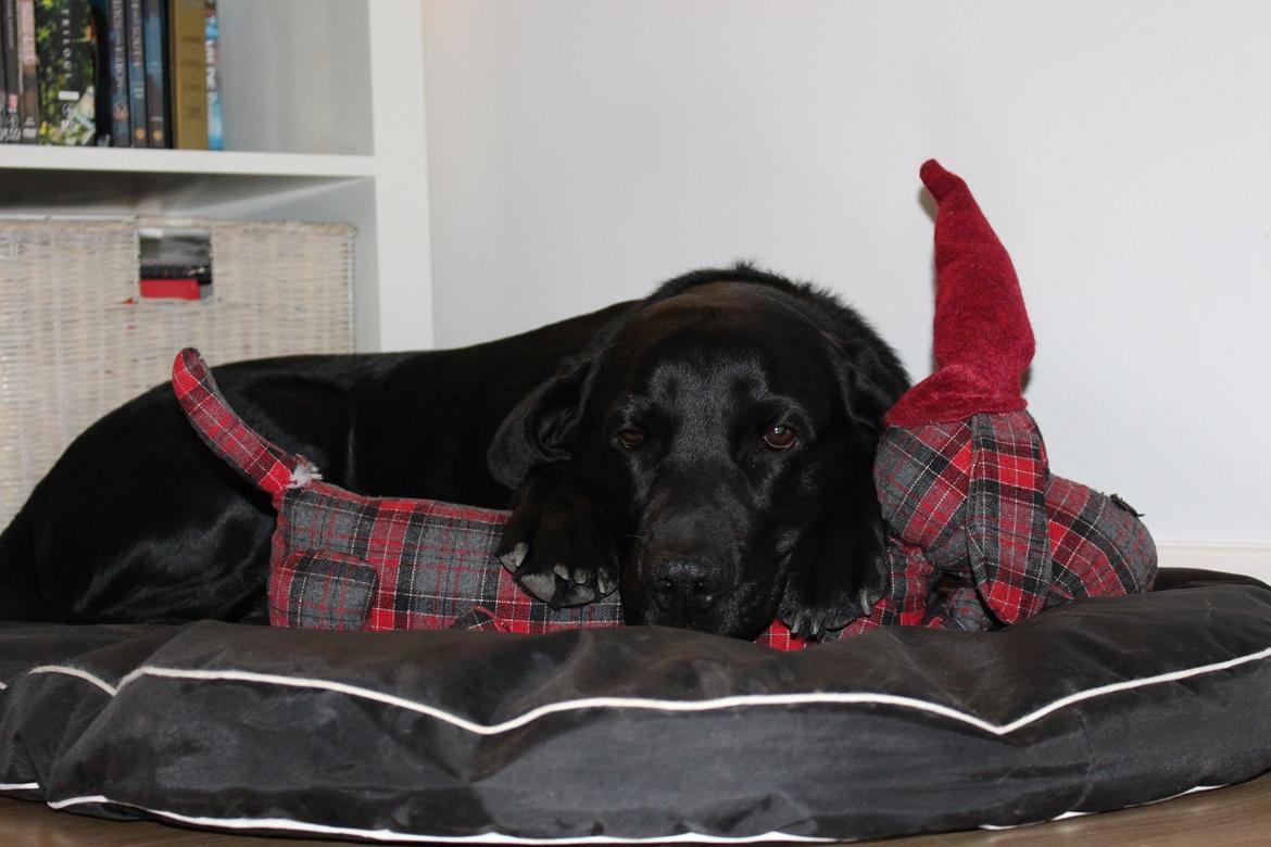 Labrador retriever Boris - Sover med din bamse hver nat<3 billede 8