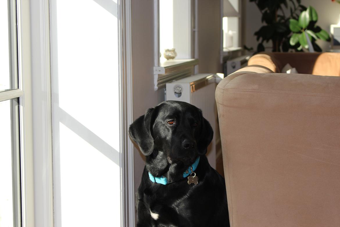 Labrador retriever Boris - Smukke<3 billede 9