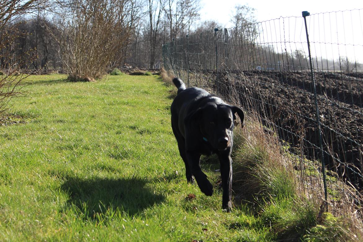 Labrador retriever Boris - Leger i haven:) billede 11