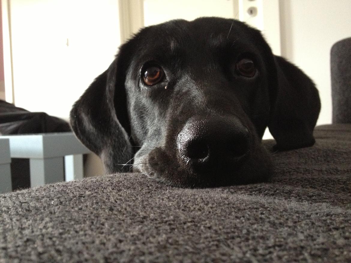 Labrador retriever Boris - Bambi øjne<3<3<3 billede 12