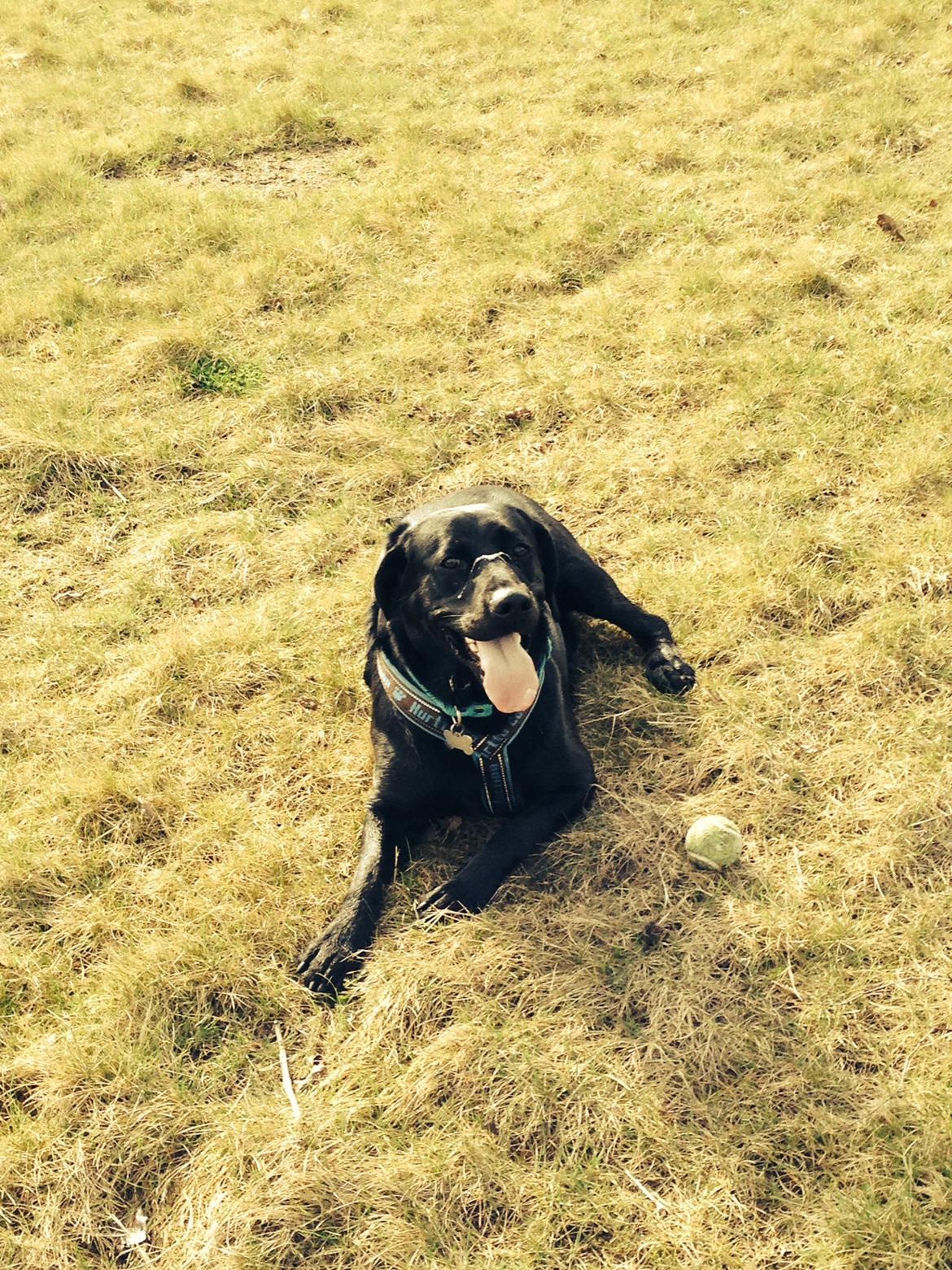 Labrador retriever Boris - På tur:-) billede 10