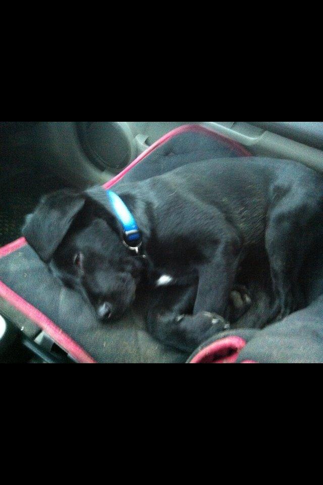 Labrador retriever Boris - Baby Boris <3 billede 5