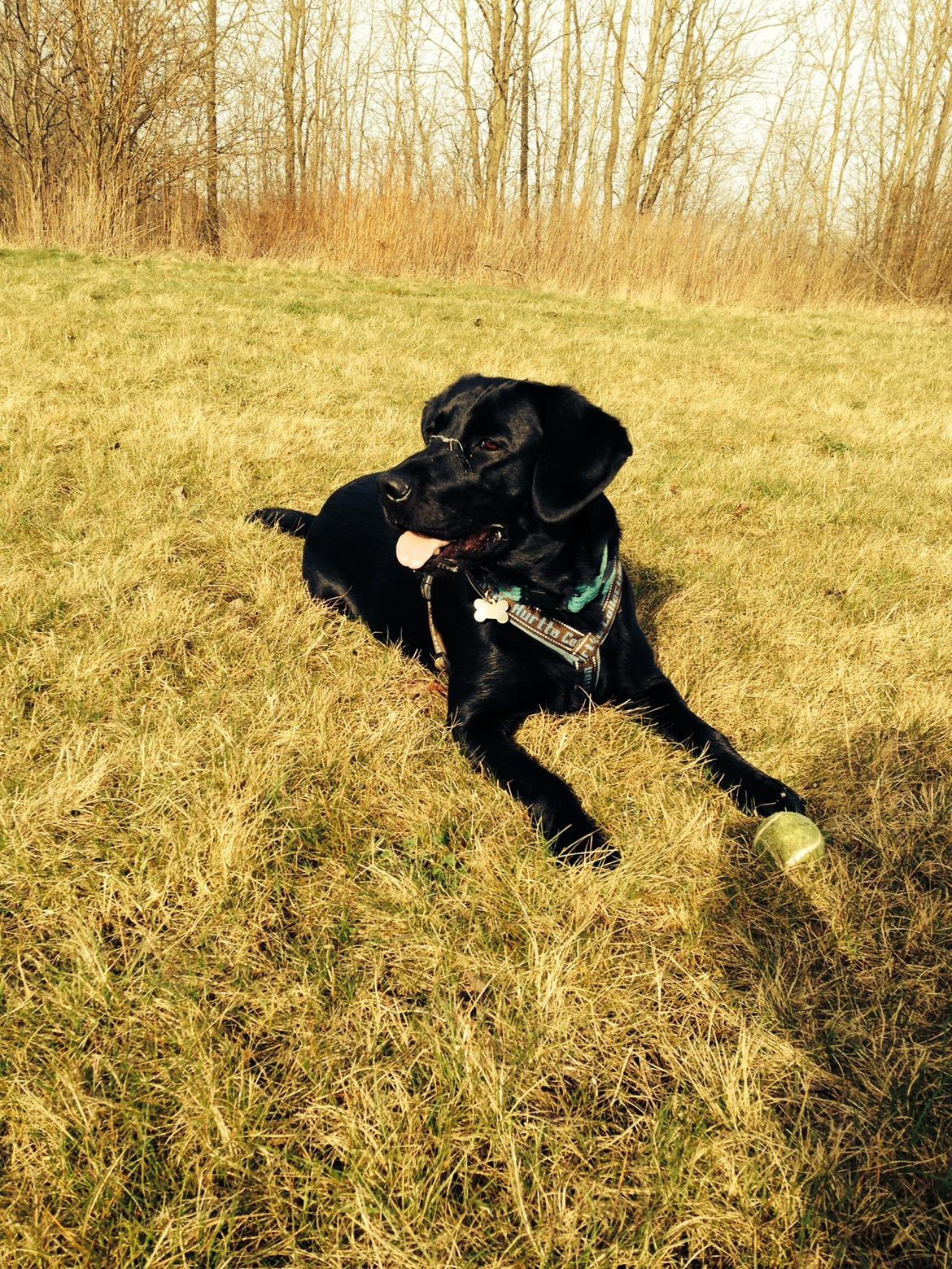 Labrador retriever Boris - Tur:-) billede 14
