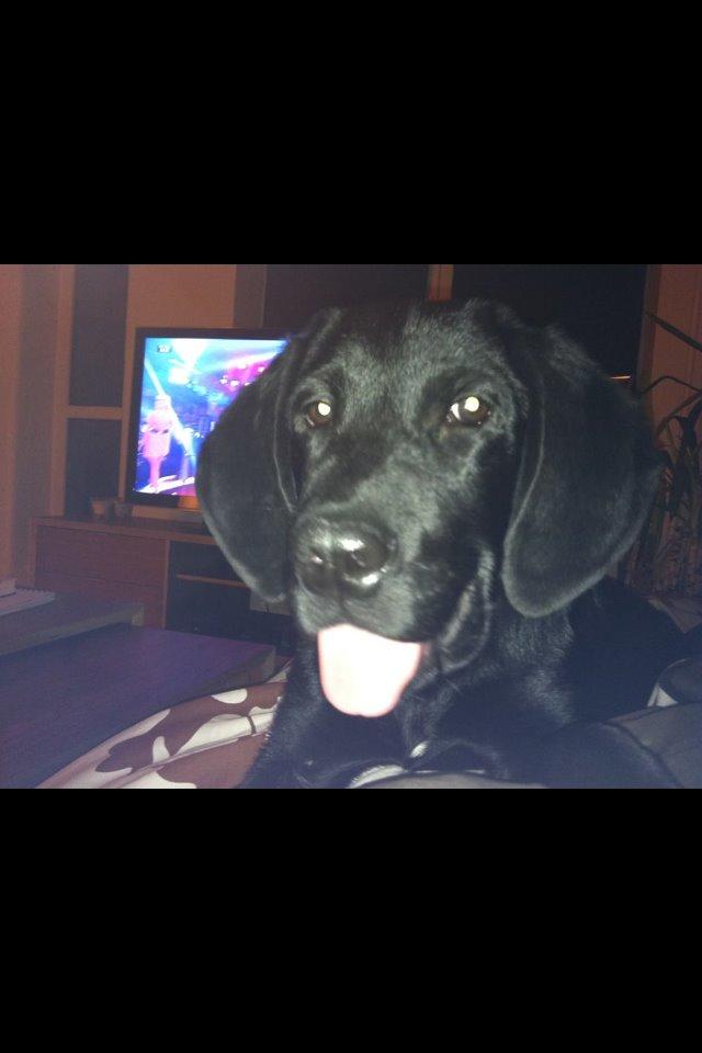 Labrador retriever Boris - Baby<3<3<3 billede 2