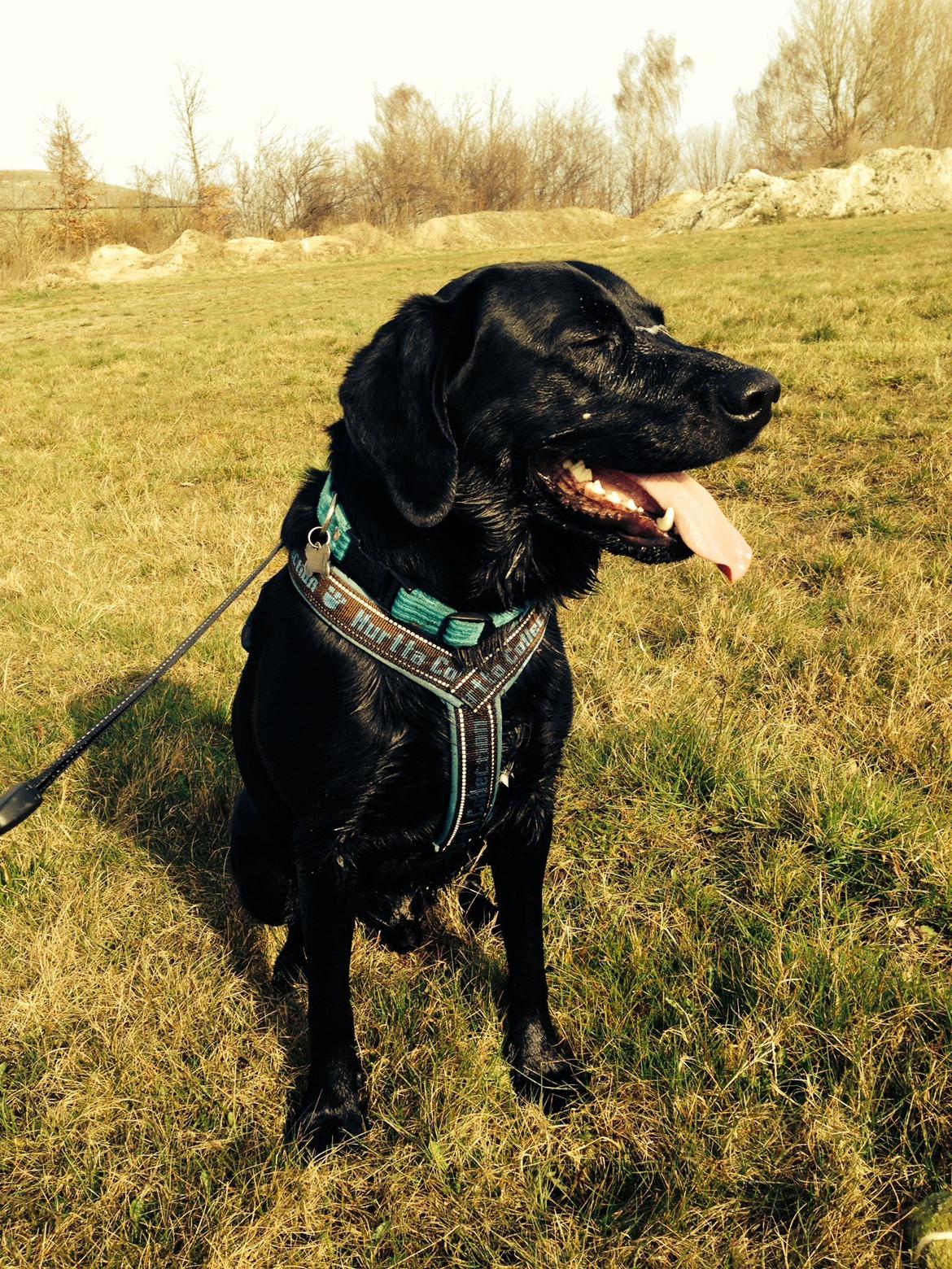 Labrador retriever Boris - Har lige været ude og bade<3:-) billede 7