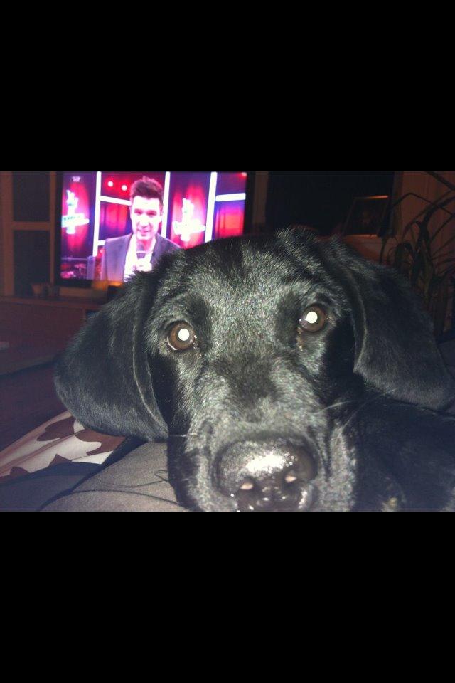 Labrador retriever Boris - Baaaaaby<3<3<3  billede 15