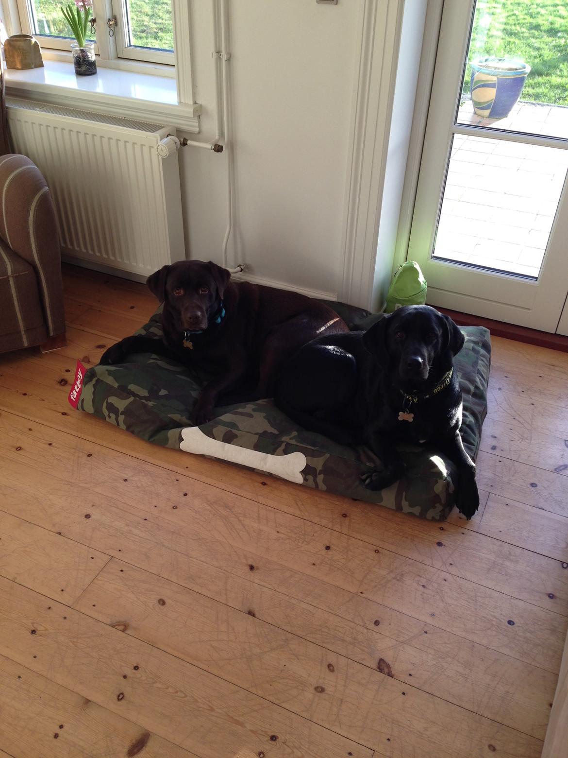 Labrador retriever Boris - Baloo & Boris <3 billede 13