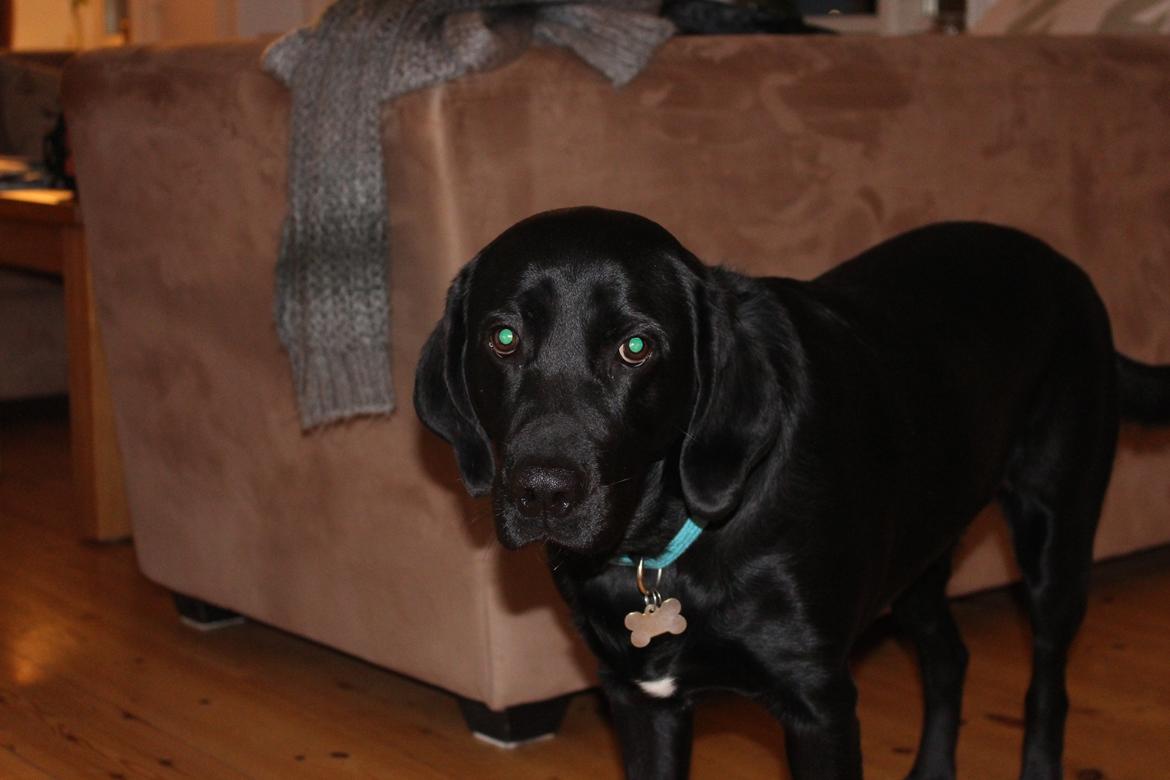 Labrador retriever Boris - Smukke Boris<3 billede 1