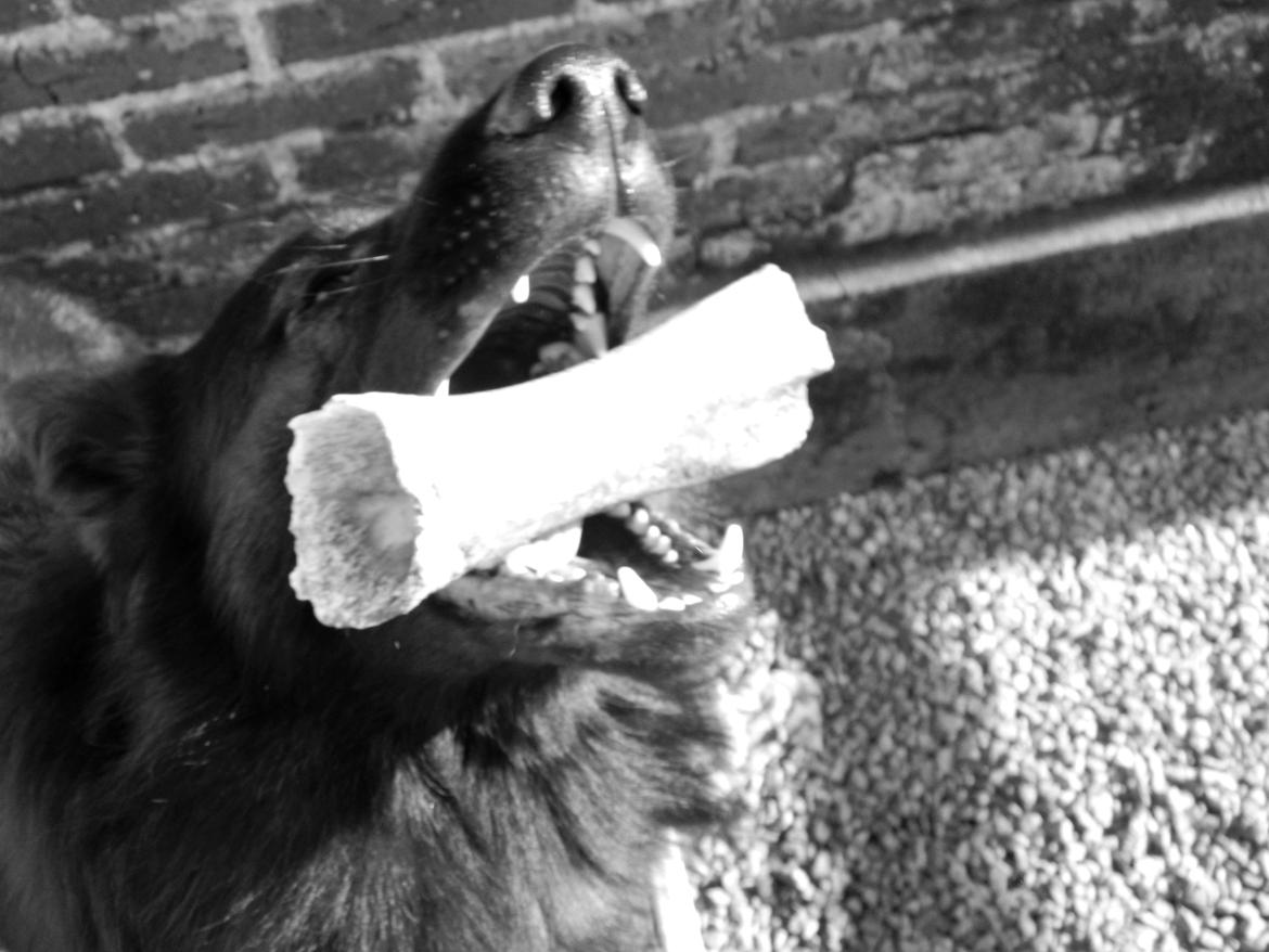Schæferhund Diesel - Se hvad jeg har ;-) MARTS 2014 billede 13