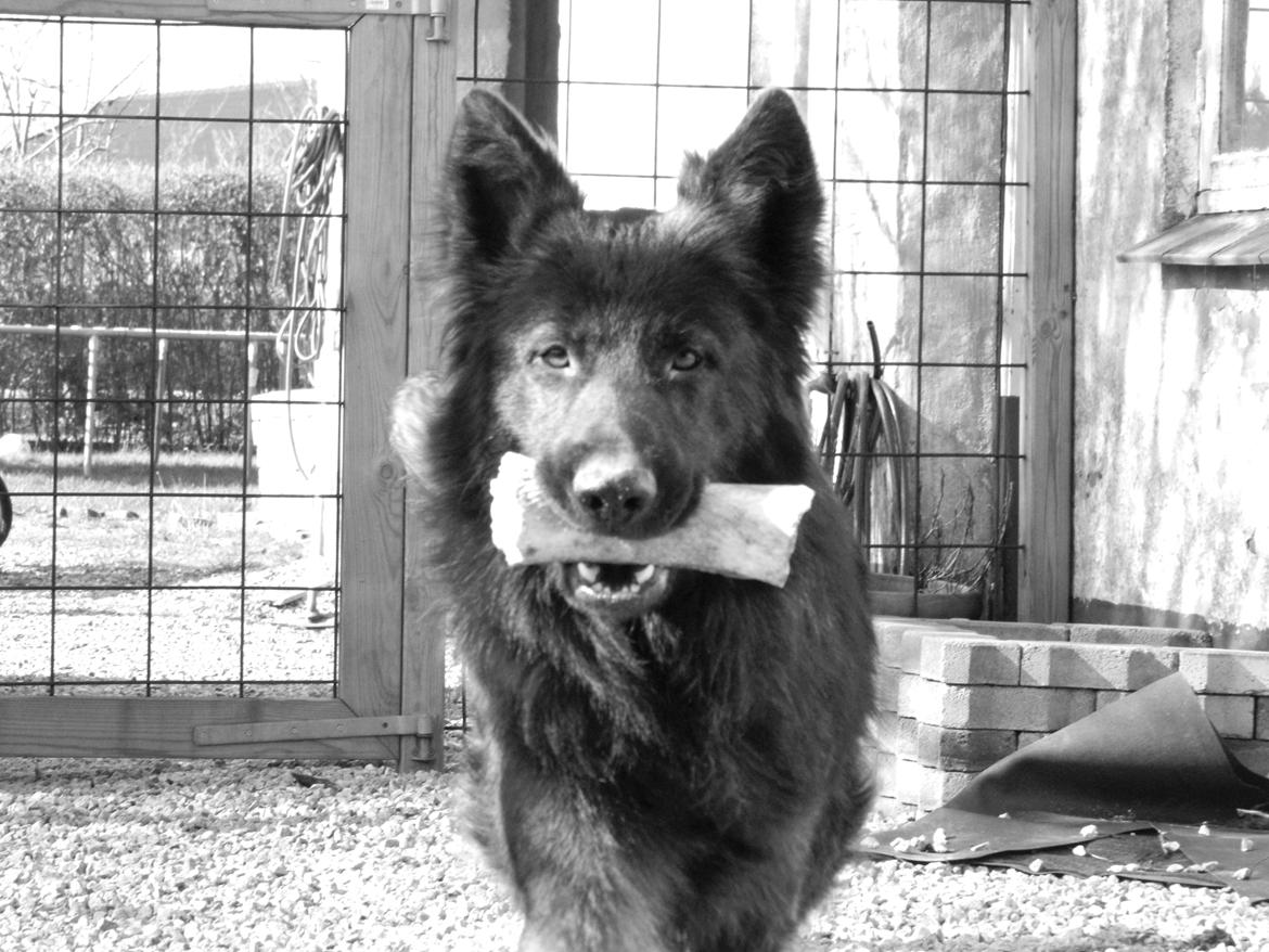 Schæferhund Diesel - Marts 2014 billede 2