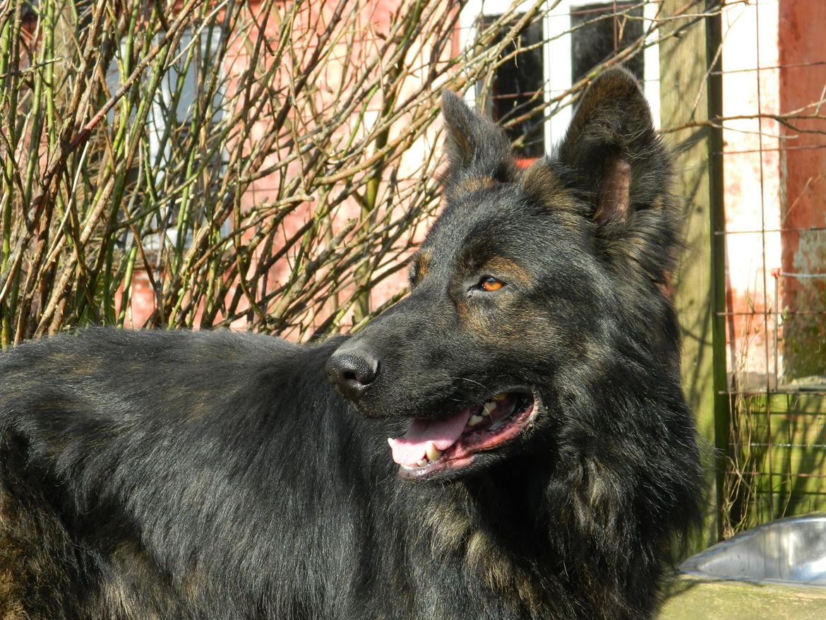 Schæferhund Diesel - Marts 2014 billede 14