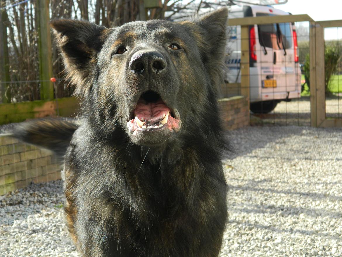 Schæferhund Diesel - Marts 2014 billede 15