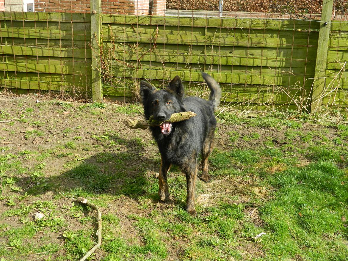 Schæferhund Diesel billede 16