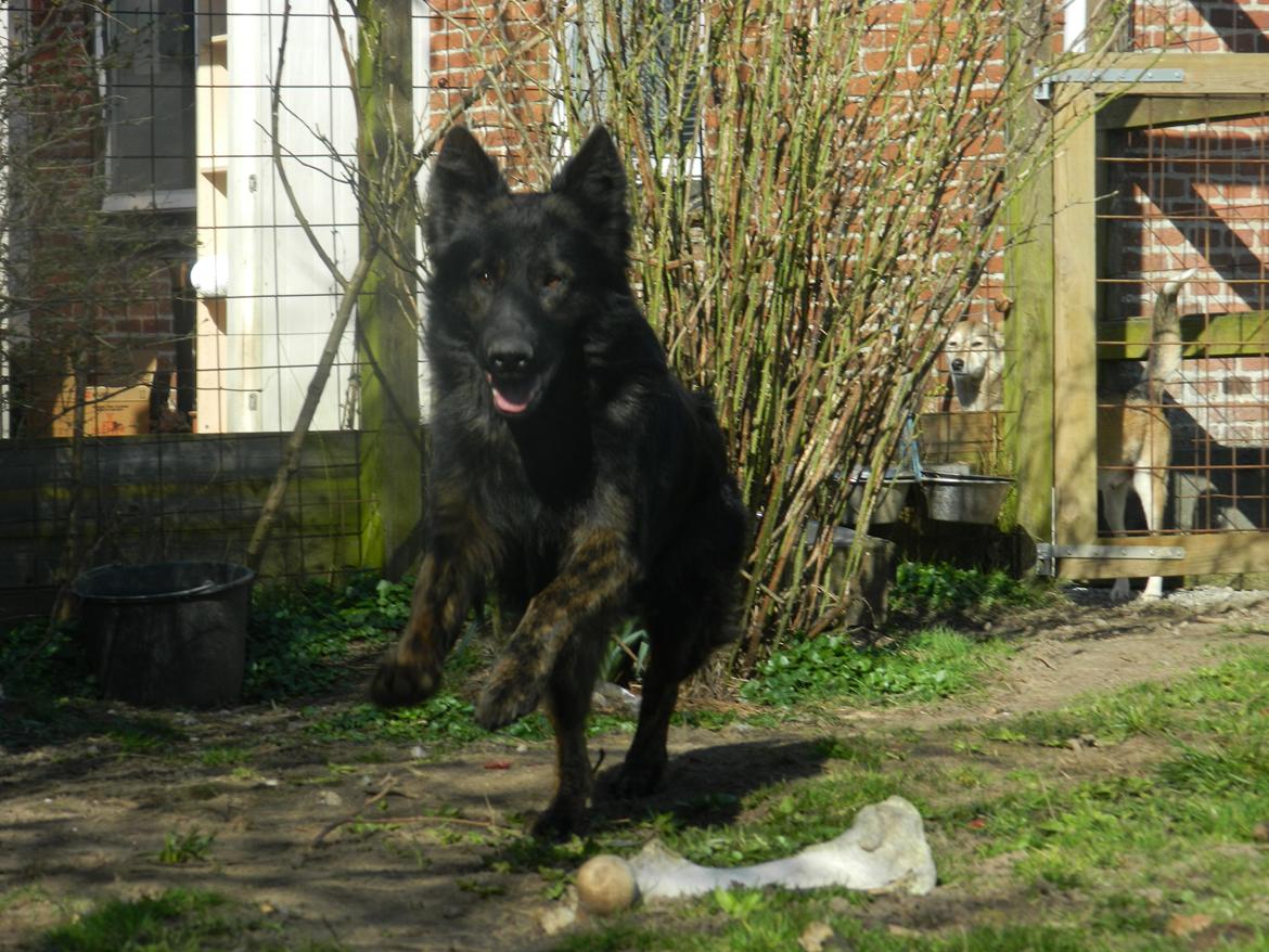 Schæferhund Diesel billede 17