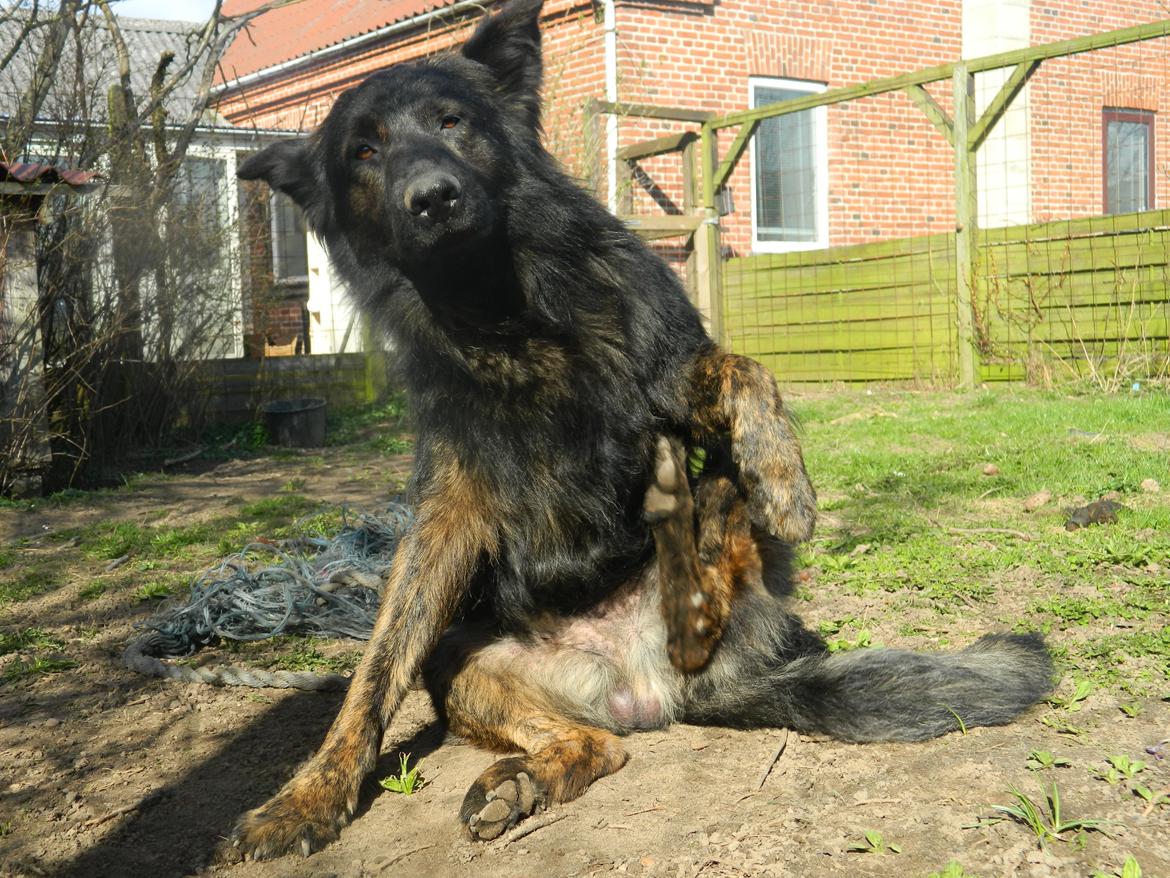 Schæferhund Diesel billede 18