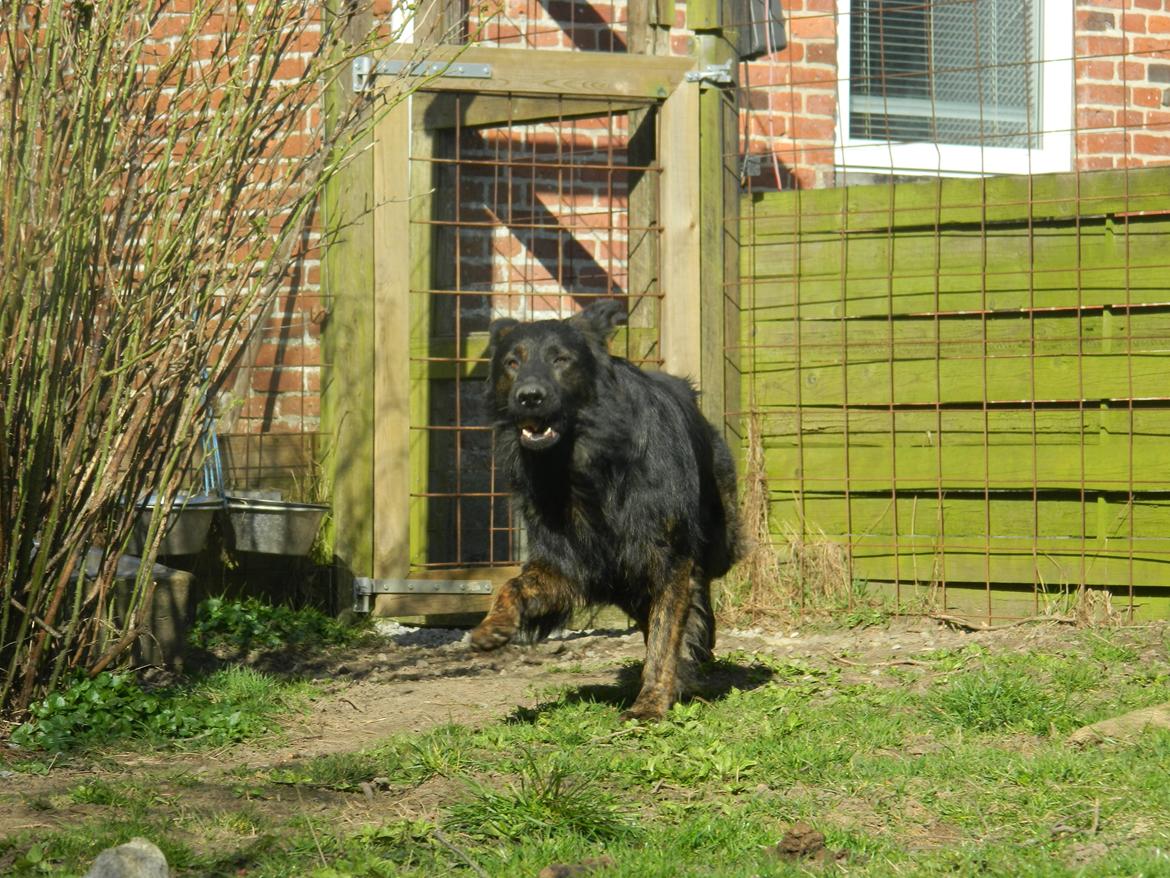 Schæferhund Diesel billede 19