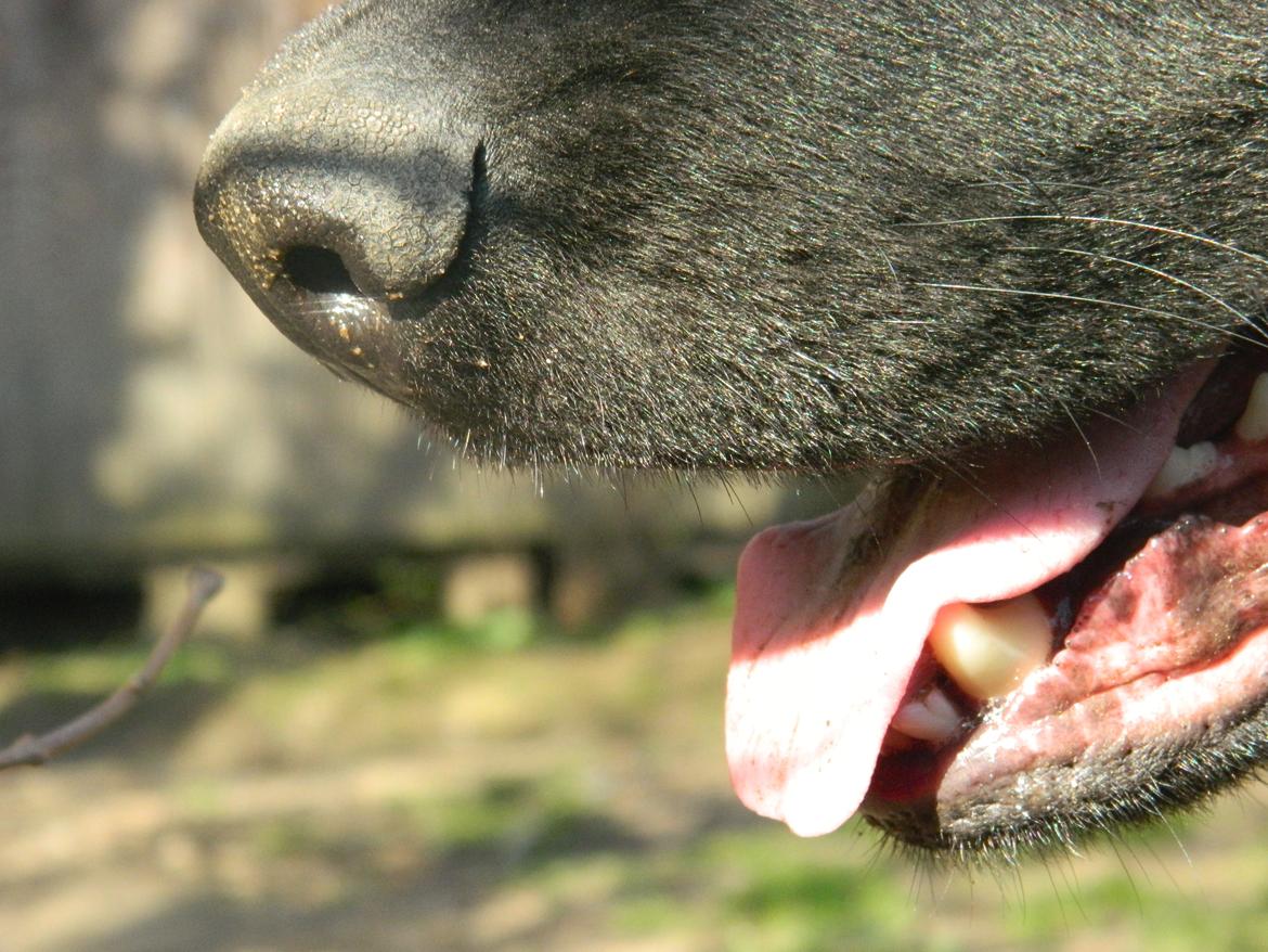 Schæferhund Diesel billede 20