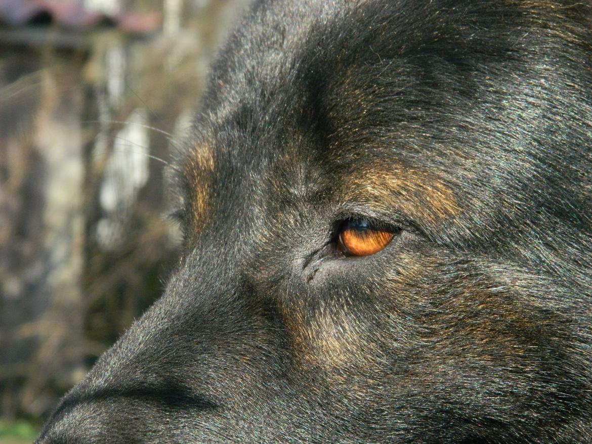 Schæferhund Diesel billede 21