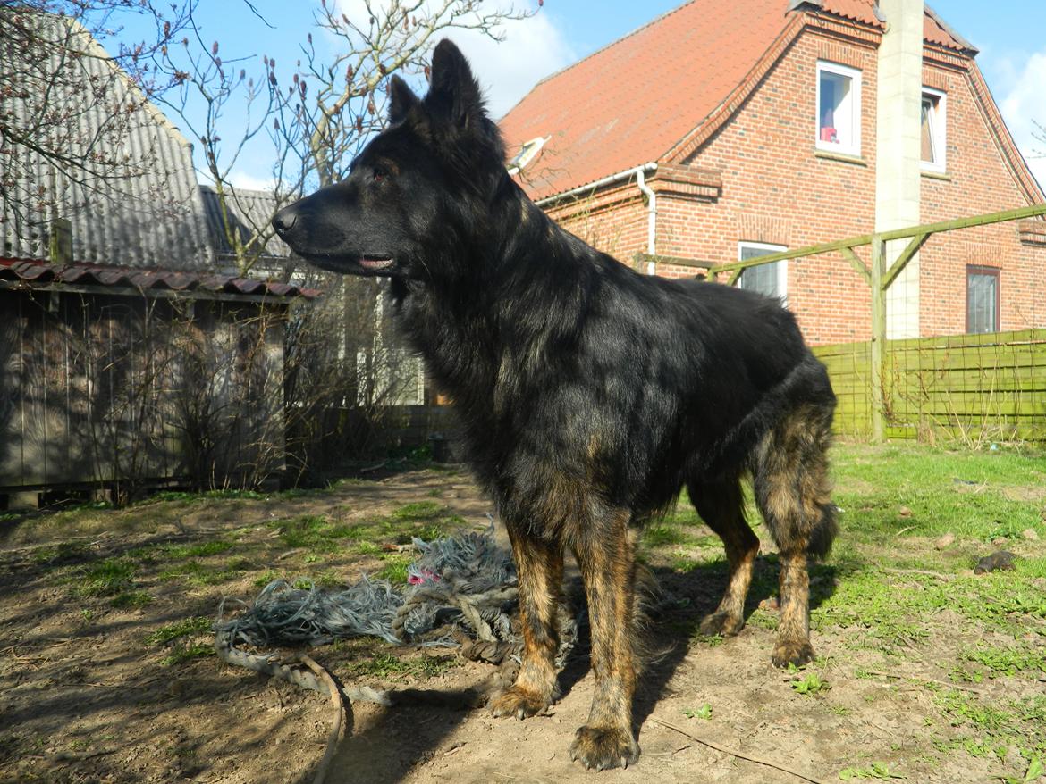 Schæferhund Diesel billede 22
