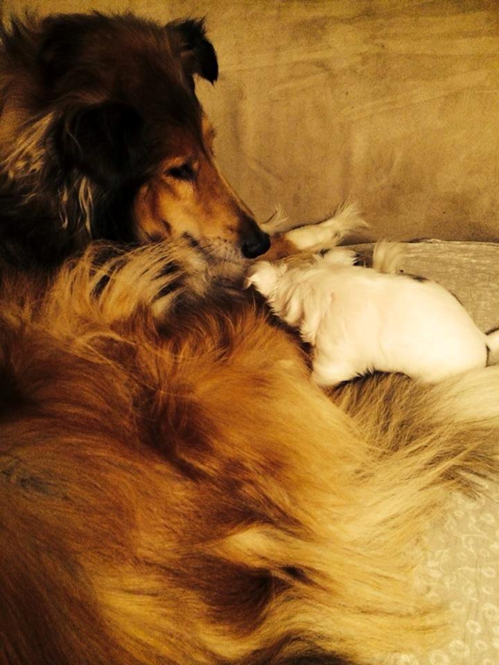 Chihuahua Kikiaeala billede 6