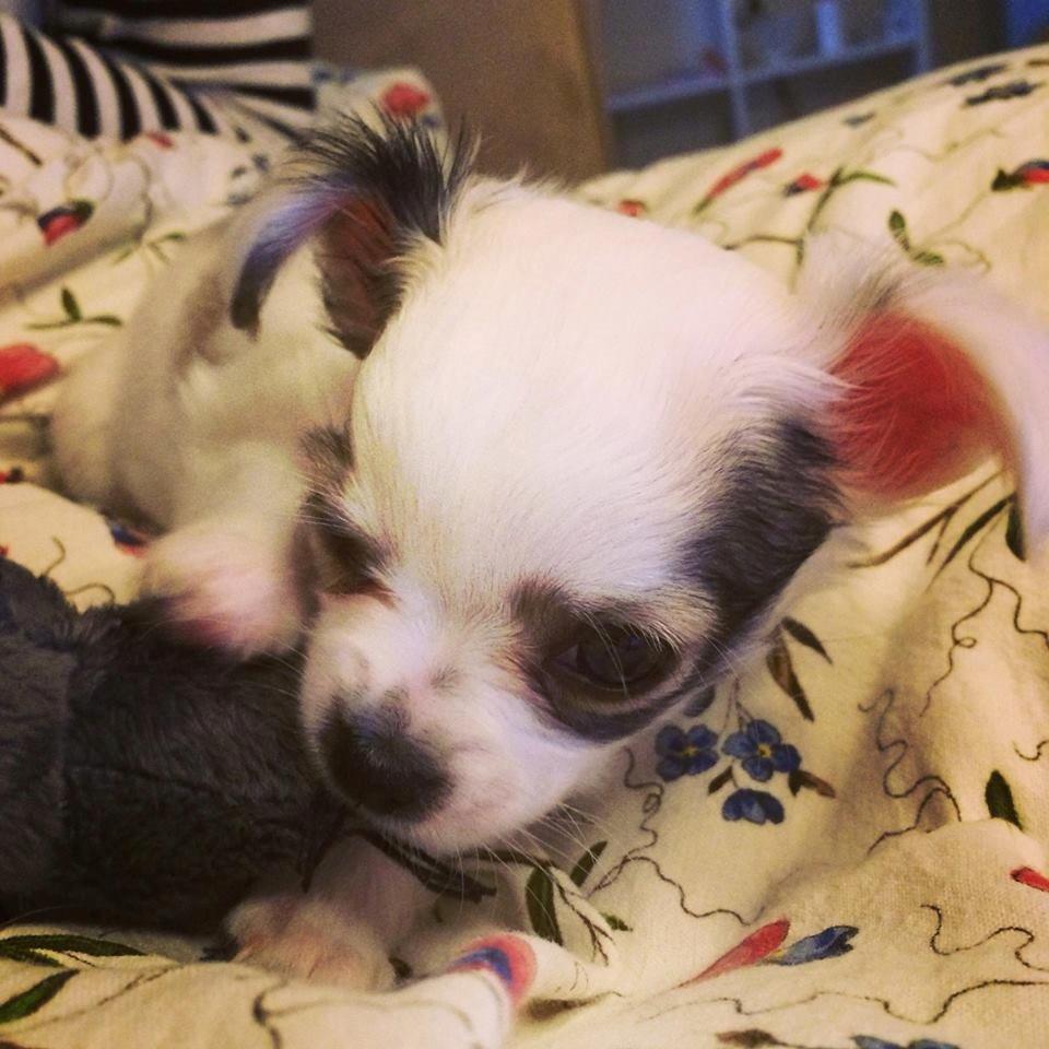 Chihuahua Kikiaeala billede 7