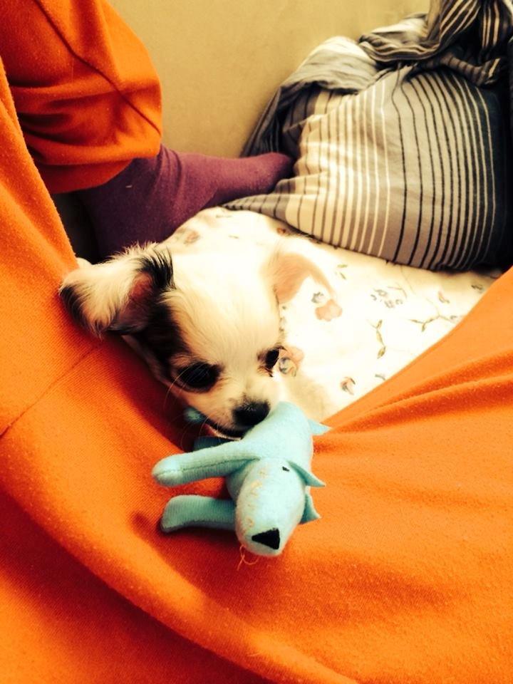 Chihuahua Kikiaeala billede 8