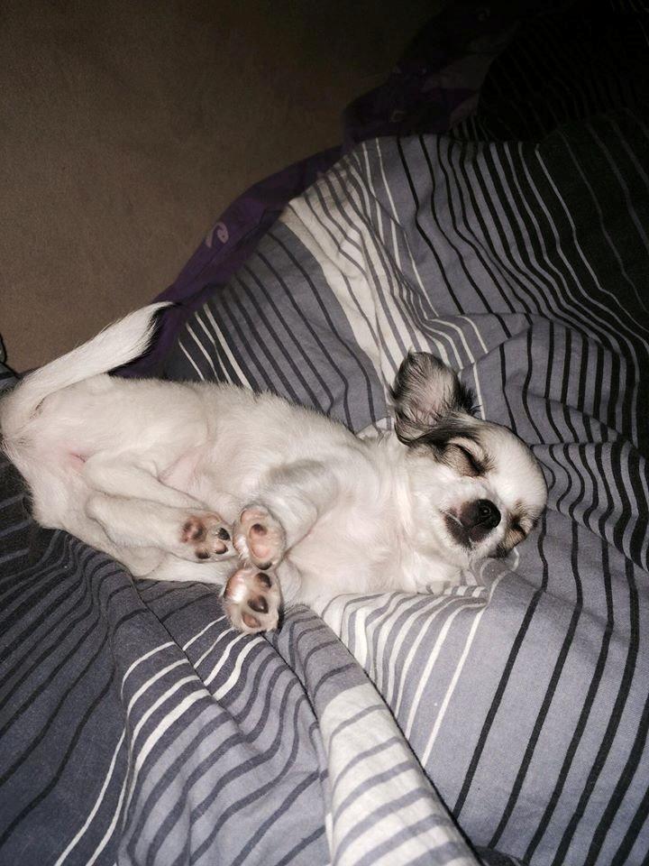 Chihuahua Kikiaeala billede 9