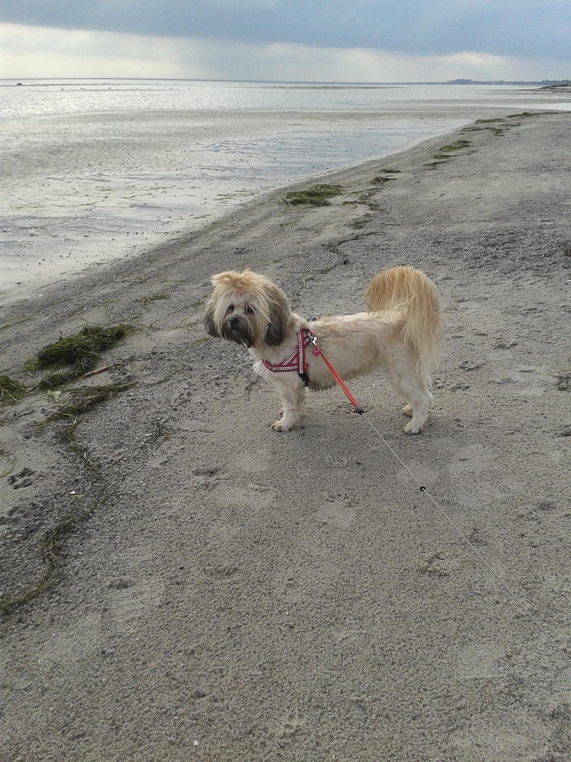 Shih tzu Tinka billede 1