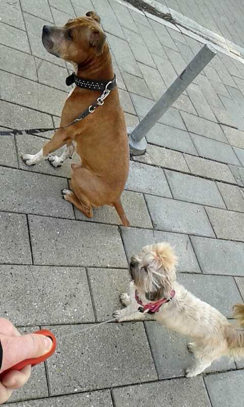 Shih tzu Tinka billede 42