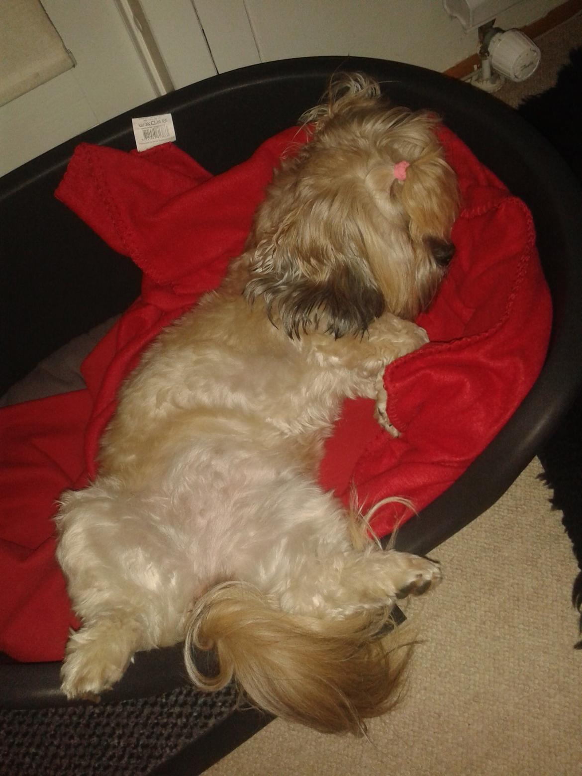 Shih tzu Tinka billede 46