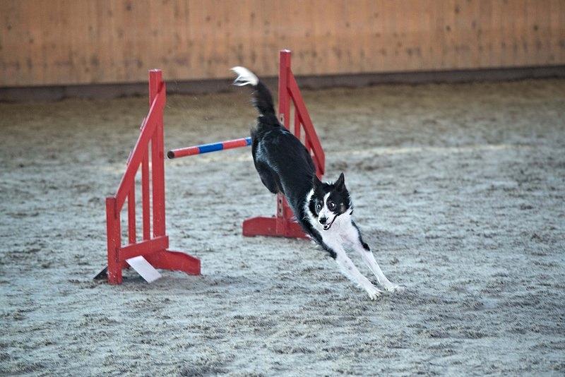 Border collie Laika - Hihi! min søde vov hos Dch Højme :-) billede 17