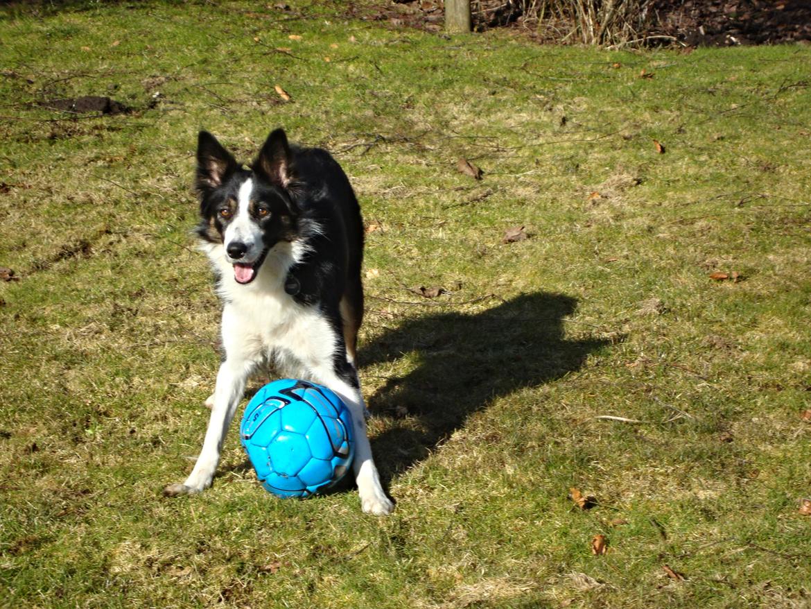 Border collie Laika - Stadig i haven, med bolden! :-) billede 33