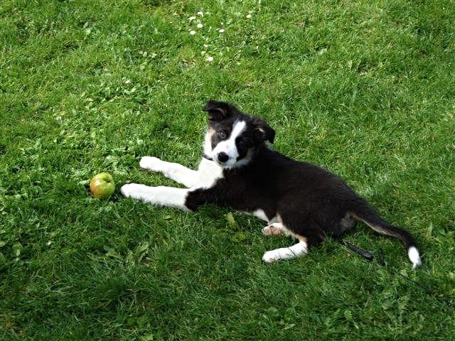 Border collie Laika - I haven for anden gang <3 billede 38