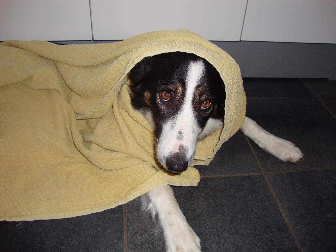 Border collie Laika - Blir tørret<3 billede 35