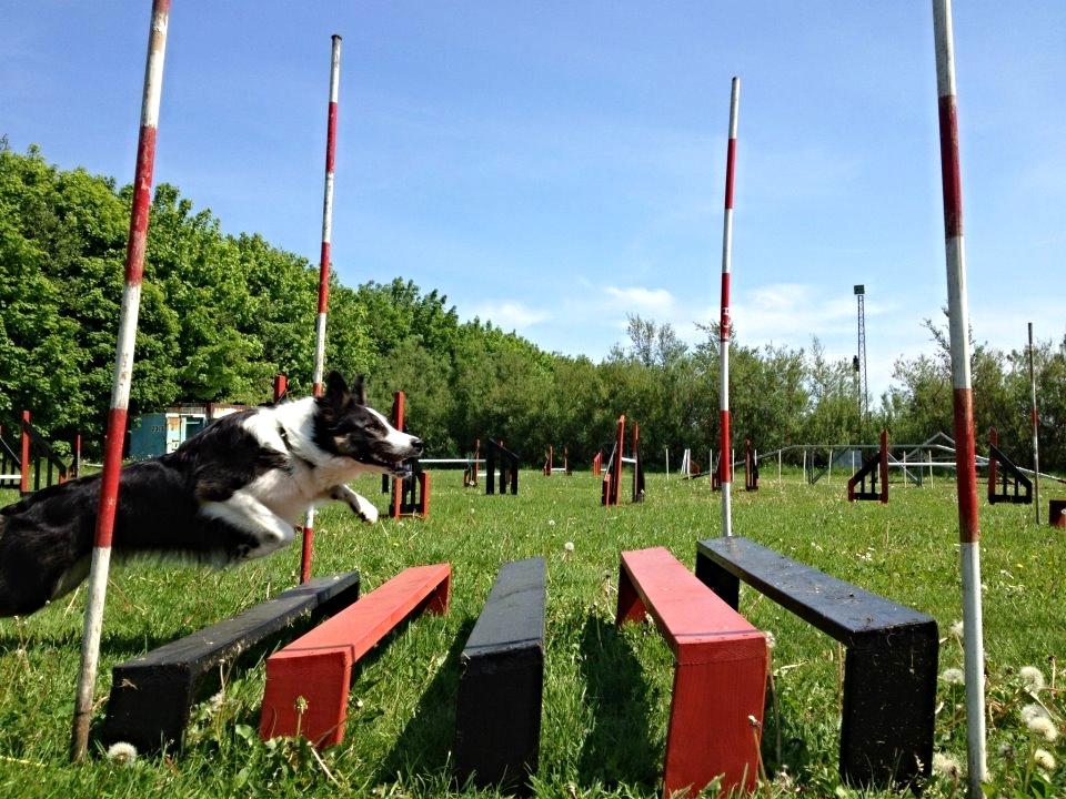 Border collie Laika - Min smukke baby<3 billede 31