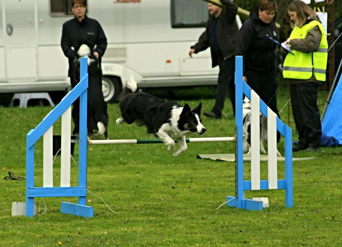 Border collie Laika - 1. plads hos Dch Løgumkloster :-) billede 27