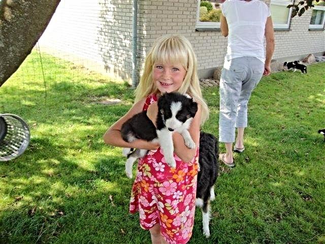 Border collie Laika - Mine søde søstre <3
kun 6 uger billede 39