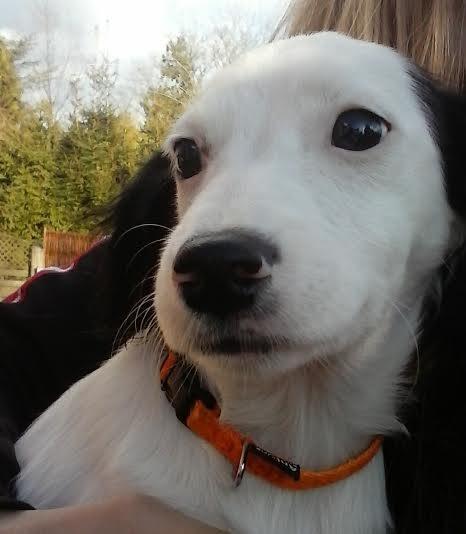 Blanding af racer Milla billede 11