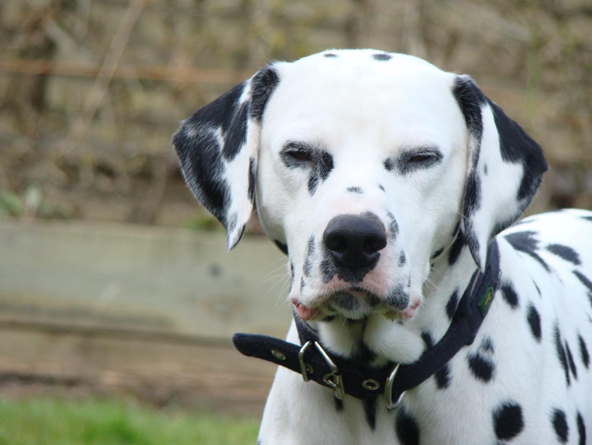 Dalmatiner Diego 'Flyttet' LÆS BESKRIVELSE billede 36