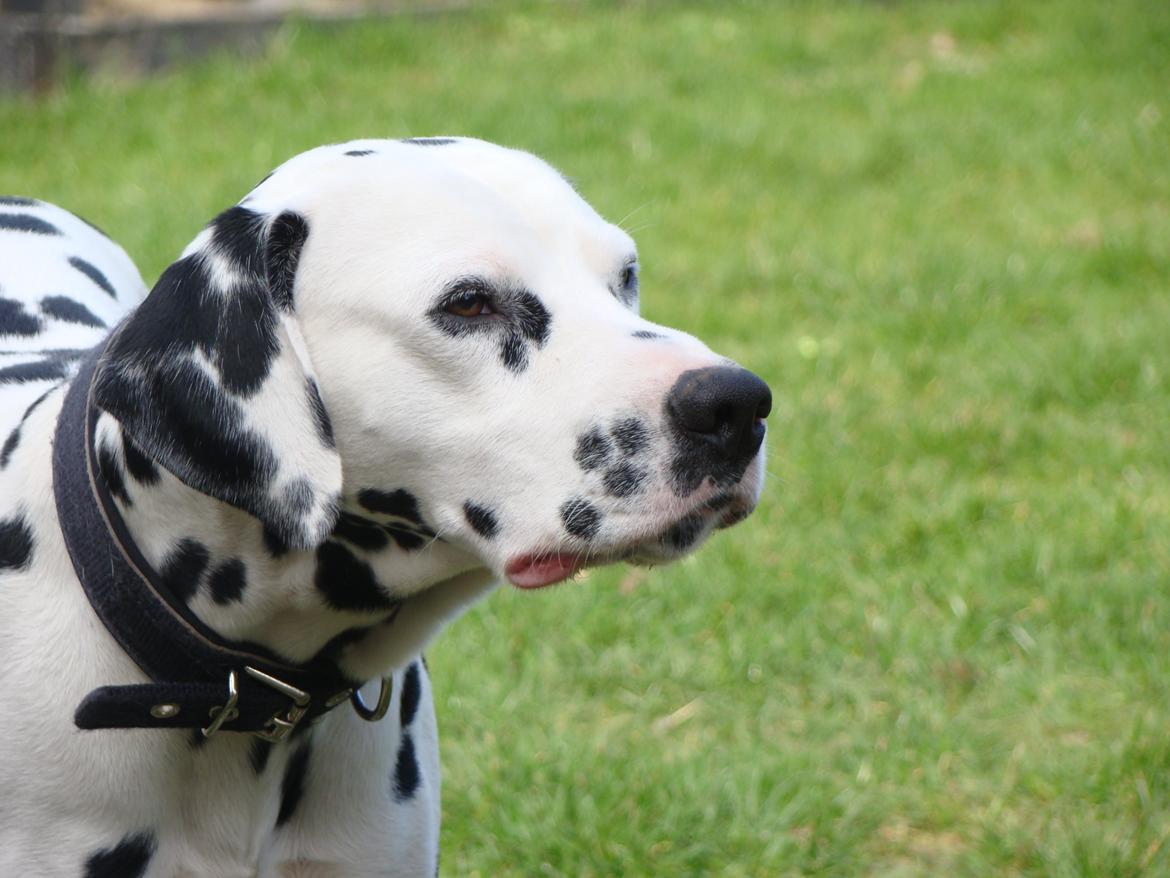 Dalmatiner Diego 'Flyttet' LÆS BESKRIVELSE billede 39