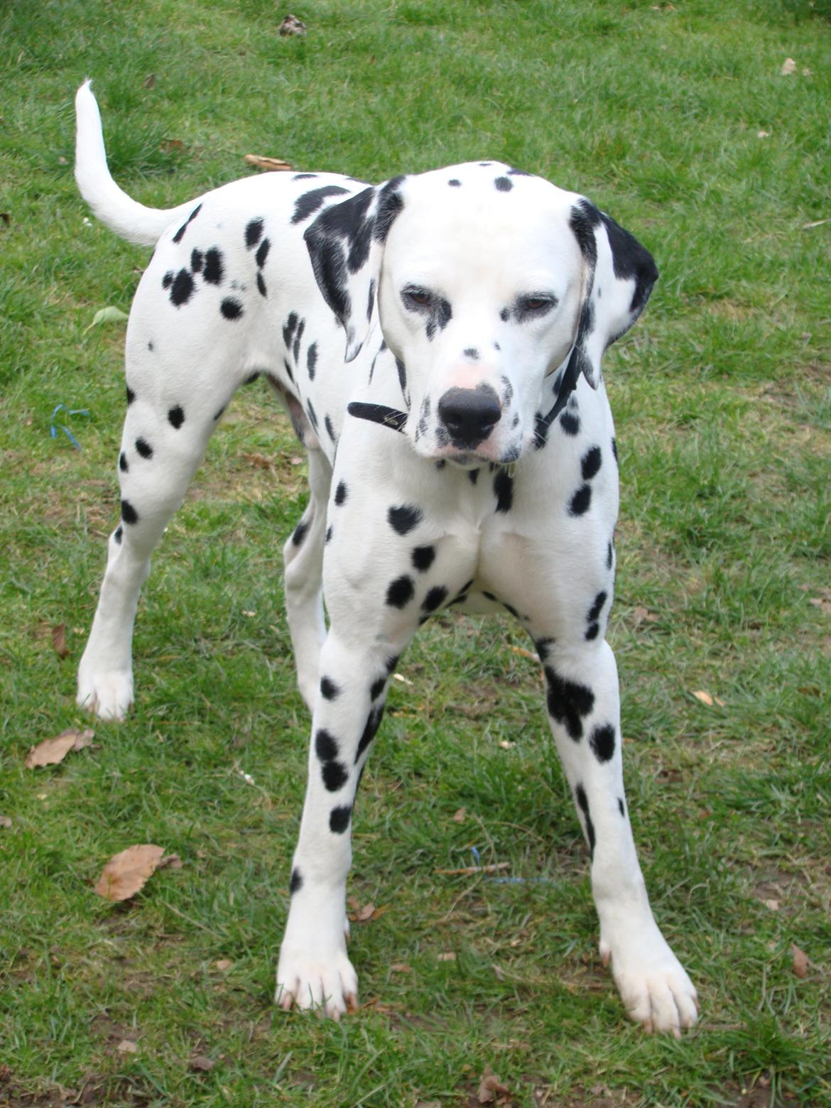 Dalmatiner Diego 'Flyttet' LÆS BESKRIVELSE billede 41