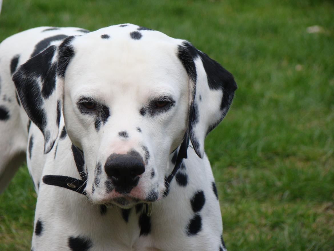 Dalmatiner Diego 'Flyttet' LÆS BESKRIVELSE billede 43