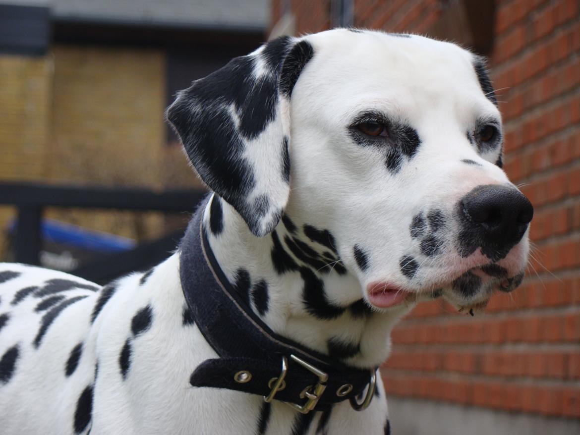 Dalmatiner Diego 'Flyttet' LÆS BESKRIVELSE billede 45