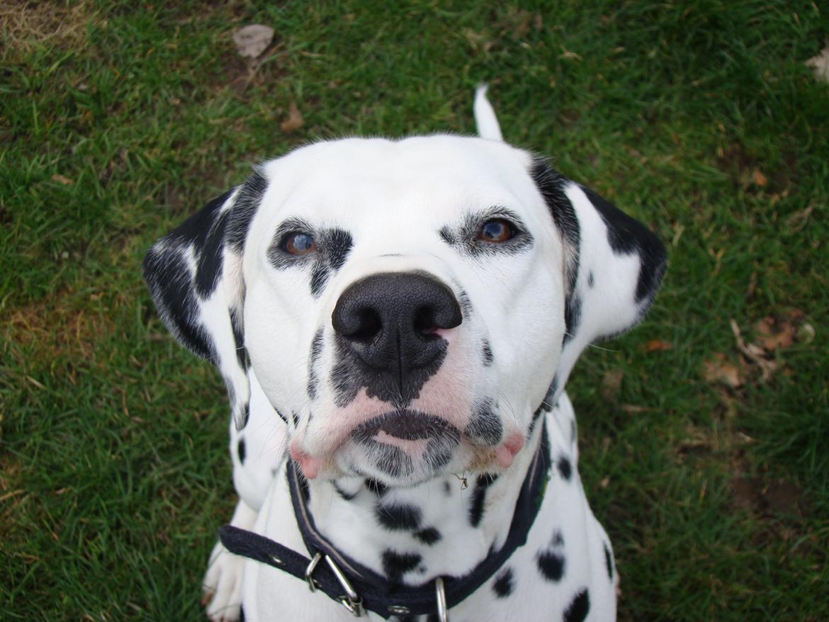 Dalmatiner Diego 'Flyttet' LÆS BESKRIVELSE billede 3