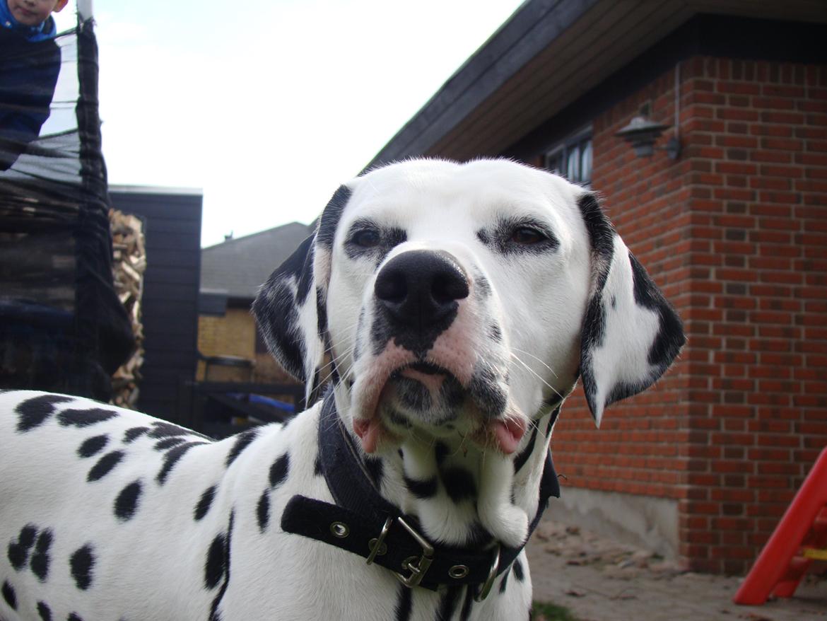 Dalmatiner Diego 'Flyttet' LÆS BESKRIVELSE billede 46