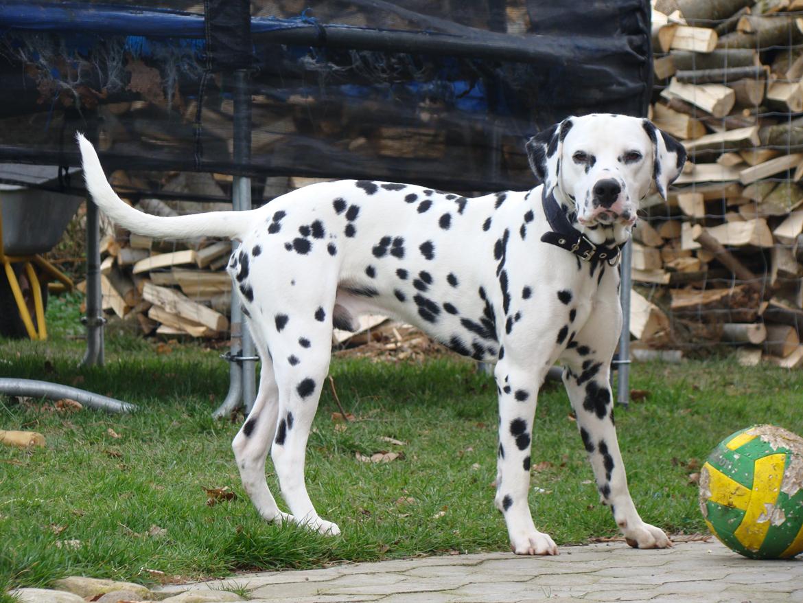 Dalmatiner Diego 'Flyttet' LÆS BESKRIVELSE billede 47