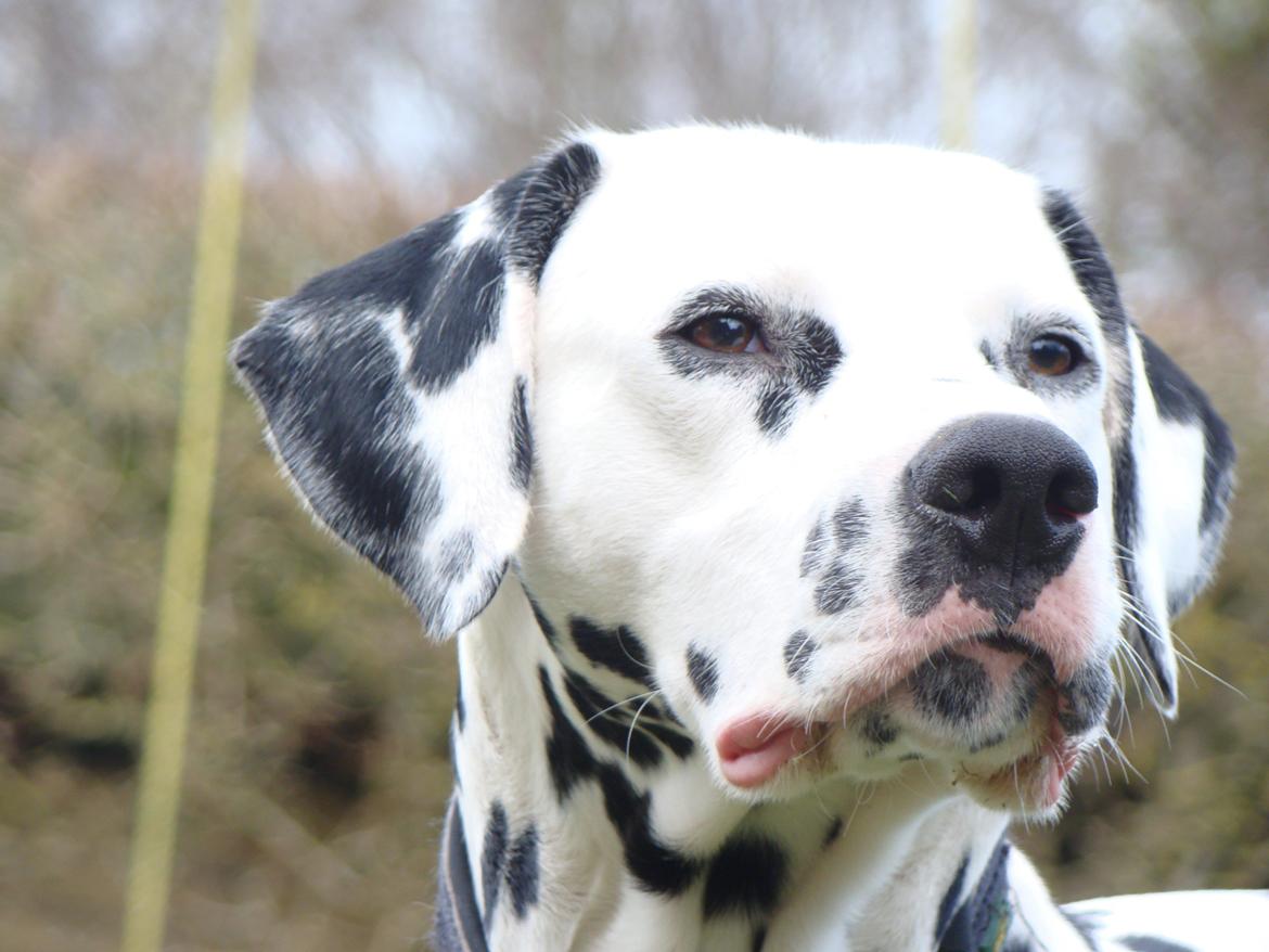 Dalmatiner Diego 'Flyttet' LÆS BESKRIVELSE billede 4