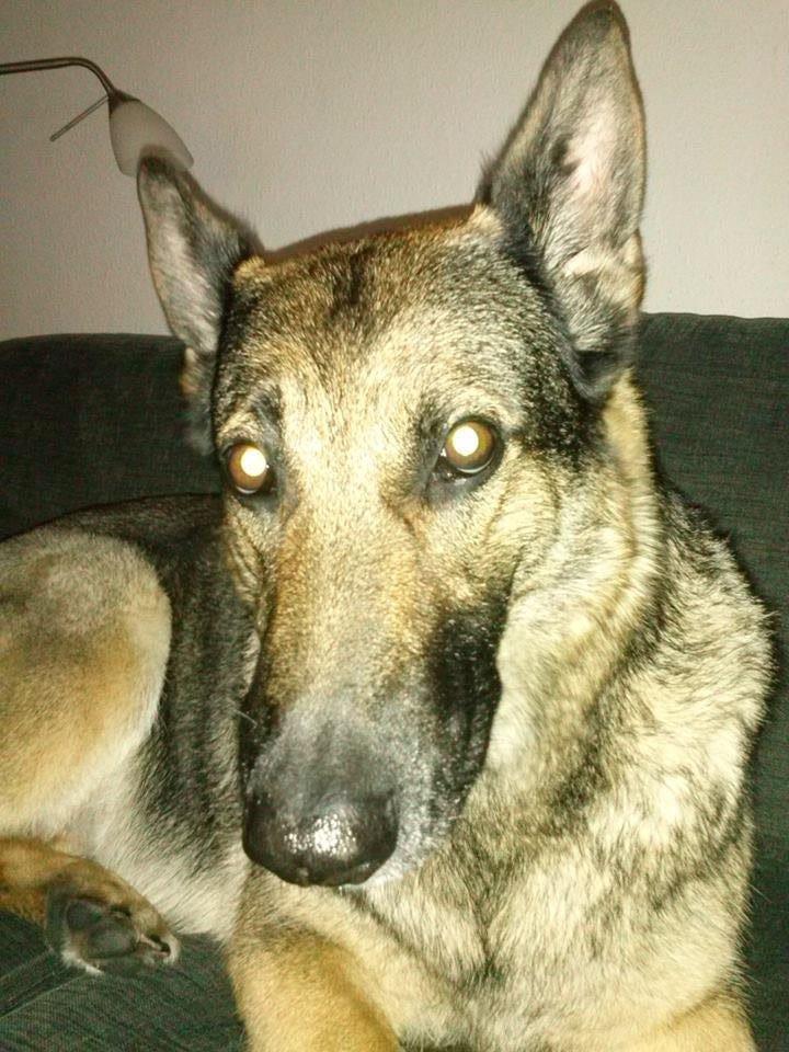 Schæferhund Bella - Bella Slapper Af billede 1